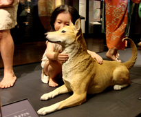 縄文柴犬研究センター